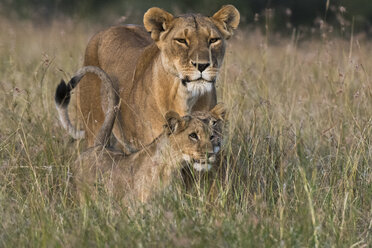 Löwin und Jungtiere (Panthera leo), Masai Mara, Kenia, Afrika - ISF04705