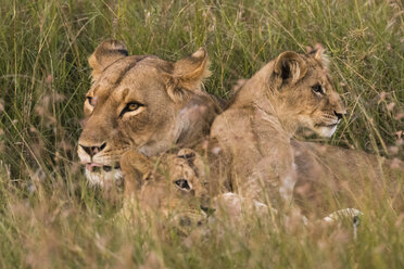 Löwin und Jungtiere (Panthera leo), Masai Mara, Kenia, Afrika - ISF04706