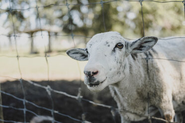 Porträt eines Schafes, das aus einem Drahtzaun herausschaut - ISF04717