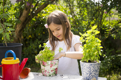 Porträt eines kleinen Mädchens, das Petersilie auf einem Tisch im Garten eintopft, lizenzfreies Stockfoto