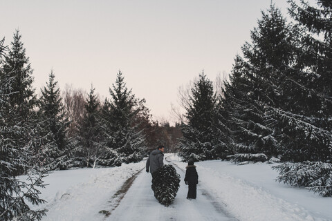 Vater und Tochter holen ihren eigenen Weihnachtsbaum, lizenzfreies Stockfoto