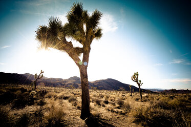 Hidden Valley, Joshua-Tree-Nationalpark, Kalifornien, USA - ISF04802