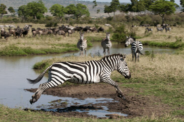 Springendes Zebra (Equus quagga), Maasai Mara National Reserve, Rift Valley, Kenia, Afrika - ISF04804