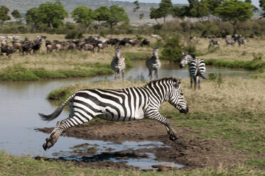 Zebra jumping (Equus quagga), Maasai Mara National Reserve, Rift Valley, Kenya, Africa - ISF04804