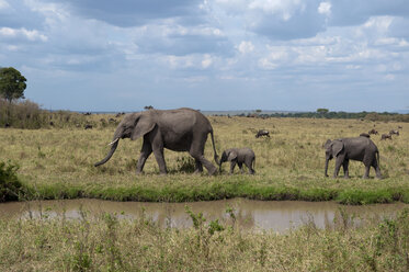 Afrikanischer Elefant und Jungtiere (Loxodonta africana), Maasai Mara National Reserve, Rift Valley, Kenia, Afrika - ISF04805