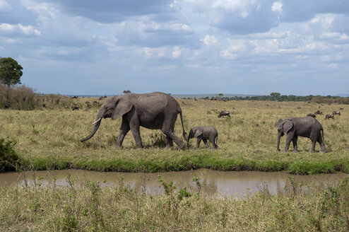 Afrikanischer Elefant und Jungtiere (Loxodonta africana), Maasai Mara National Reserve, Rift Valley, Kenia, Afrika - ISF04805