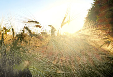 Sonnenlicht auf Weizenfeld, Eastbourne, East Sussex, Vereinigtes Königreich, Europa - ISF04860