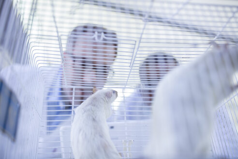 Laborangestellte blicken in einen Käfig mit weißen Ratten, Tiefblick - ISF04974