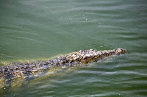 Krokodil schwimmt in der Lagune des Wildparks, Djerba, Tunesien - ISF05244
