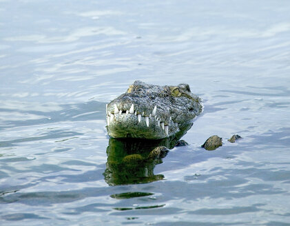 Kopf eines Krokodils in einer Lagune des Wildparks, Djerba, Tunesien - ISF05245