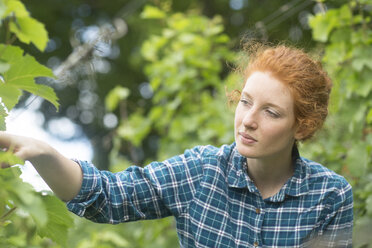 Woman working in vineyard, Baden-Wurttemberg, Germany - ISF05261