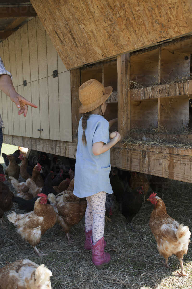 A woman gathering fresh eggs into basket at hen farm in countrys