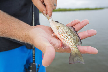 Man holding small mangrove snapper - ISF05533