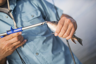 Man unhooking small mangrove snapper - ISF05538