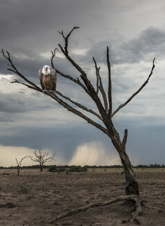 Geier auf einem toten Baum, Yaro, Okavango, Namibia, Afrika - ISF05635