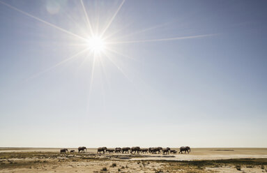 Elefantenherde in der Namib-Wüste, Windhoek Noord, Namibia, Afrika - ISF05638