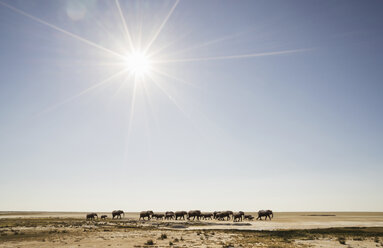 Herd of elephants in Namib Desert, Windhoek Noord, Namibia, Africa - ISF05638