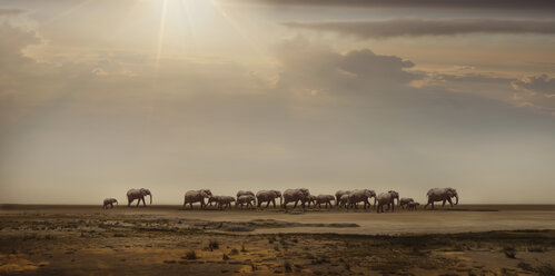Elefantenherde in der Namib-Wüste, Windhoek Noord, Namibia, Afrika - ISF05639