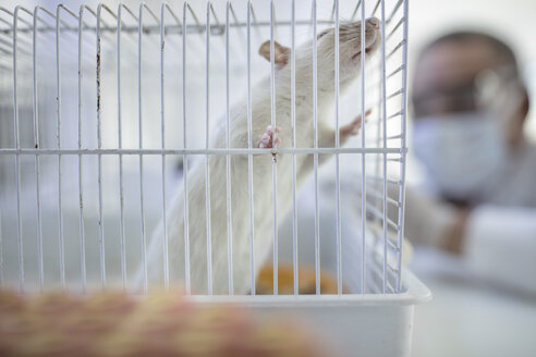 Weiße Ratte im Käfig, Laborant im Hintergrund - ISF05643