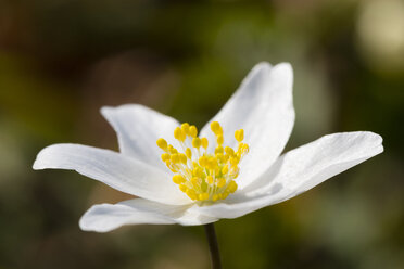 Wood anemone - WIF03514