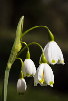 Frühling Schneeflocke Blume - WIF03518