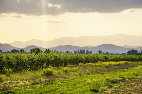 Albanien, bei Korca, Obstplantage, stimmungsvoller Himmel - SIEF07780