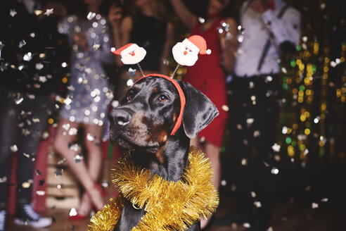 Porträt eines Hundes auf einer Party, der Santa Deely Boppers trägt, mit einer tanzenden Gruppe von Menschen im Hintergrund - ISF05805