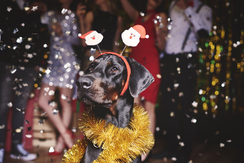 Portrait of dog at party wearing santa deely boppers, group of people dancing in background - ISF05805