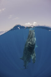 Walhai beim Fressen an der Wasseroberfläche, Cancun, Quintana Roo, Mexiko, Nordamerika - ISF06007