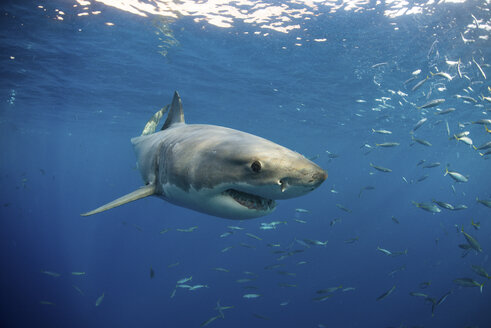 Weißer Hai (Carcharodon carcharias) schwimmt nahe der Oberfläche, Guadalupe, Mexiko - ISF06008