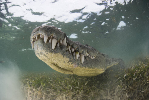 Krokodil auf dem Meeresgrund, Xcalak, Quintana Roo, Mexiko, Nordamerika - ISF06020
