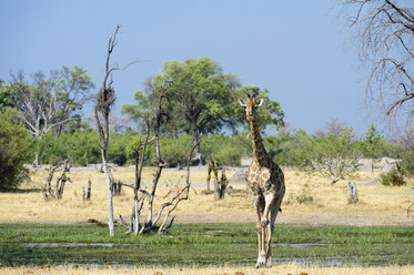 A Southern Giraffe (Giraffa camelopardalis) walking in the Okavango Delta, Botswana, Africa - ISF06160