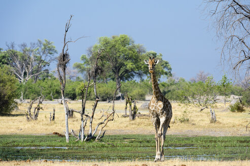Eine Südliche Giraffe (Giraffa camelopardalis) beim Spaziergang im Okavango-Delta, Botsuana, Afrika - ISF06160