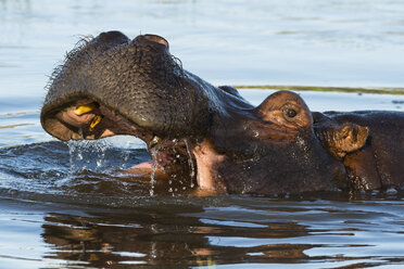 Flusspferd (Hippopotamus amphibius), Maul öffnen, Okavango-Delta, Botswana, Afrika - ISF06161