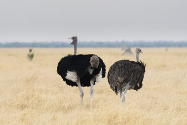 Männlicher und weiblicher Strauß (Struthio camelus), Savuti, Chobe National Park, Botswana, Afrika - ISF06163