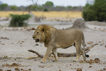 Männlicher Löwe (Panthera leo), Savuti, Chobe-Nationalpark, Botsuana, Afrika - ISF06164
