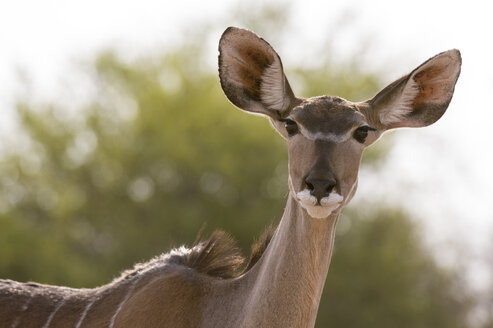Porträt eines weiblichen Großen Kudu (Tragelaphus strepsiceros), Kalahari, Botsuana, Afrika - ISF06165