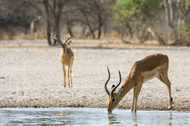 Impala (Aepyceros melampus), am Wasserloch, Kalahari, Botswana, Afrika - ISF06166