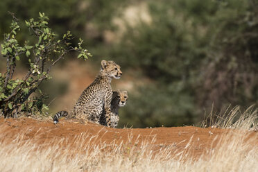 Zwei Gepardenjunge (Acinonyx jubatus), Samburu National Reserve, Kenia, Afrika - ISF06173