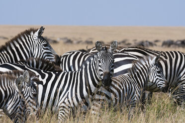 Group of Grant's zebras (Equus quagga boehmi), Masai Mara National Reserve, Kenya, Africa - ISF06174