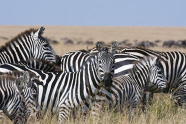 Gruppe von Grant-Zebras (Equus quagga boehmi), Masai Mara National Reserve, Kenia, Afrika - ISF06174
