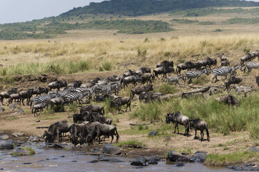 A Grant's zebra (Equus quagga boehmi), and Eastern white-bearded wildebeest (Connochaetes taurinus albojubatus) on the Mara river bank, Masai Mara National Reserve, Kenya, Africa - ISF06175