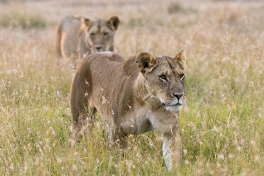 Zwei Löwinnen (Panthera leo), spazierend, Masai Mara, Kenia, Afrika - ISF06176