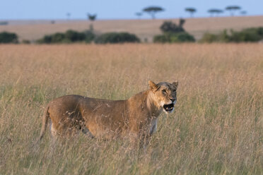 Porträt einer Löwin (Panthera leo), die in der Savanne spazieren geht, Masai Mara, Kenia, Afrika - ISF06177