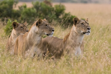 Drei Löwinnen (Panthera leo) auf der Suche nach einer Beute, Masai Mara, Kenia, Afrika - ISF06178