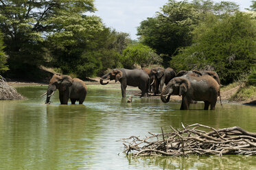 Elefanten (Loxodonta africana) beim Trinken, Lualenyi Game Reserve, Tsavo, Kenia - ISF06202