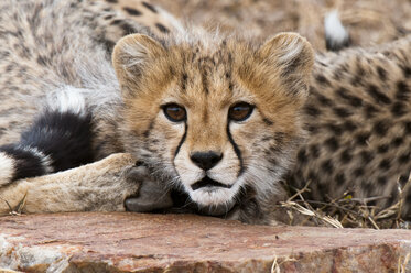 Gepardenjunge (Acinonyx jubatus), Masai Mara, Kenia - ISF06204