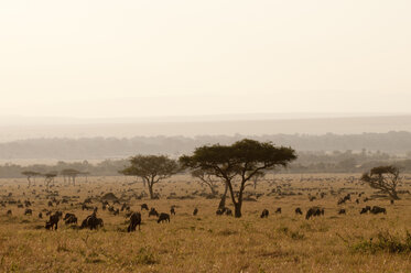 Gnu (Connochaetes taurinus), Masai Mara, Kenia - ISF06205