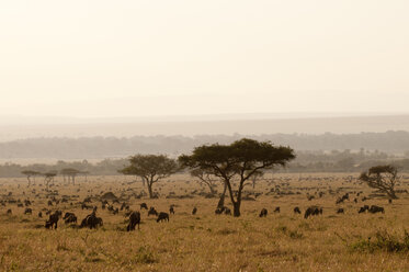 Wildebeest (Connochaetes taurinus), Masai Mara, Kenya - ISF06205