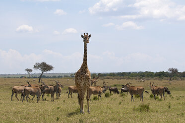 Masai-Giraffe (Giraffa camelopardalis) und Gazellen, Masai Mara, Kenia - ISF06206